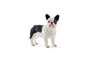 French Bulldog by Schleich